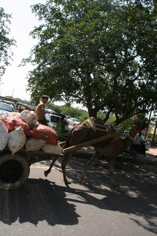 India & Nepal 2011 - 1289